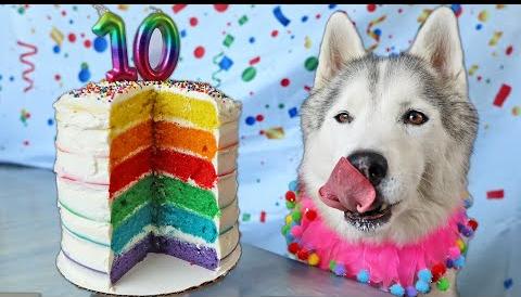 Dough’s Cake Discipline: A Heartwarming Tale of Canine Restraint